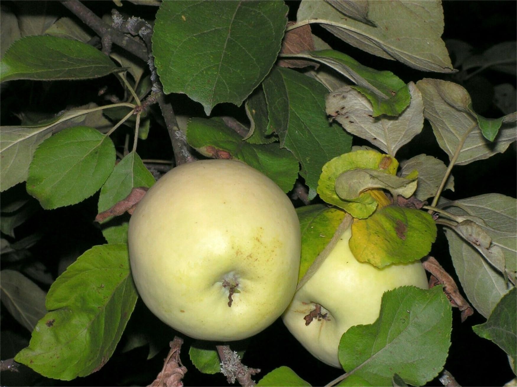 Apple - nipoco Amazon.com : Rare Plant Tree Seeds 30+ Apple Seeds Seeds